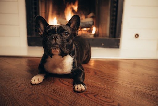 Frenchie Puppy Sleep